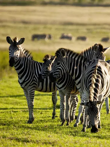 Safarierlebnis Krüger-Nationalpark