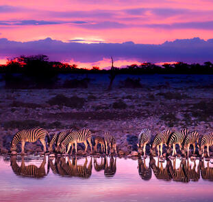 Safarierlebnis Krüger-Nationalpark
