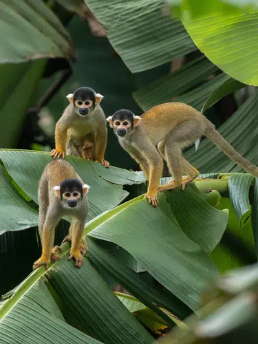 Posada Amazonas ─ Erlebnis Regenwald