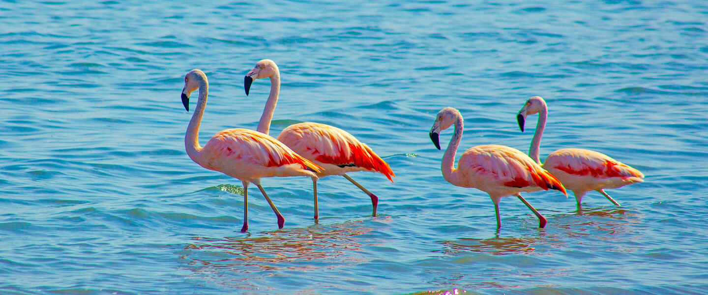 Paracas - Wüste und Meer