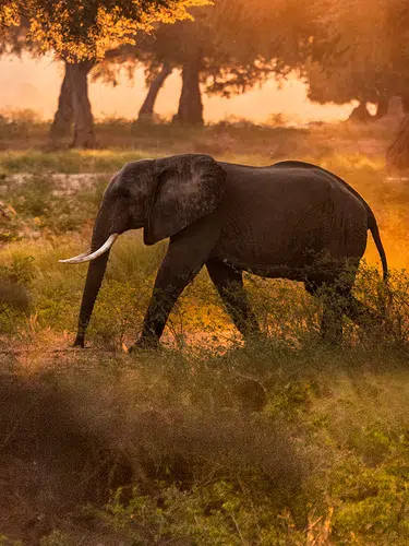 Victoria Falls und Chobe-Nationalpark