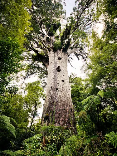 Aotearoa - Neuseeland intensiv für Selbstfahrer