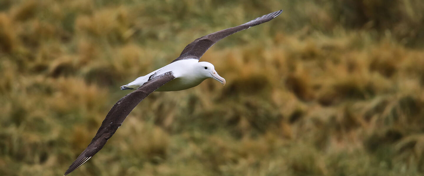 Neuseeländische Impressionen Privat Neuseeländische Impressionen Privat