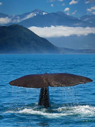 Kaikoura ─ den Walen ganz nah