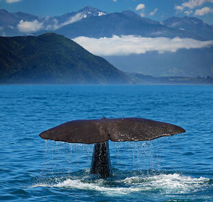 Kaikoura ─ den Walen ganz nah