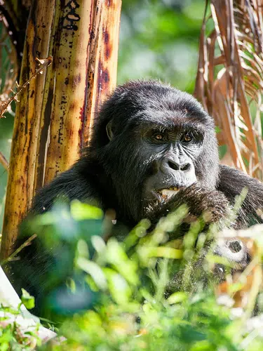 Uganda - im Land der Berggorillas privat