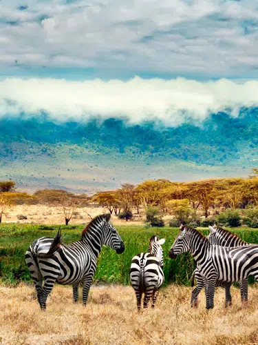 Uganda - im Land der Berggorillas privat