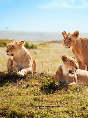 Uganda - im Land der Berggorillas privat